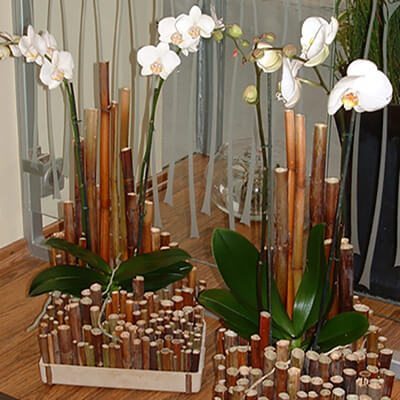 Orchidea tálak bürök díszítéssel