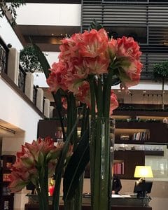 Hotel reception decoration with amaryllis flowers