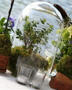 Modern flat decoration - bonsai tree under glass bubble