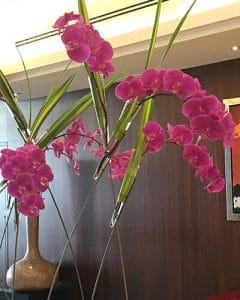 Pink orchids in the entrance of the hotel