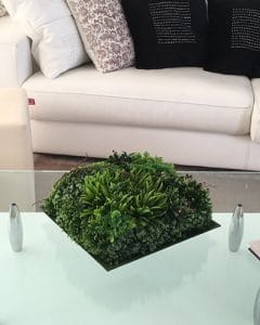 Succulent composition in square plate in office.
