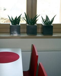 Aloe Vera plants in green pots