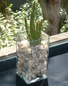 Small cactus in glass vase