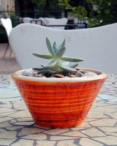 Plant decoration and mini succulents