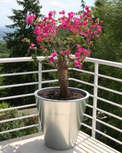 Beautiful flowering bougenvillea on terrace