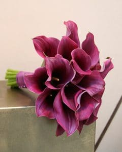 Wedding bouquet of burgundy calla lilies with ribbon