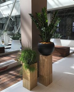 Növénydekoráció modern irodaházban fa talpakon